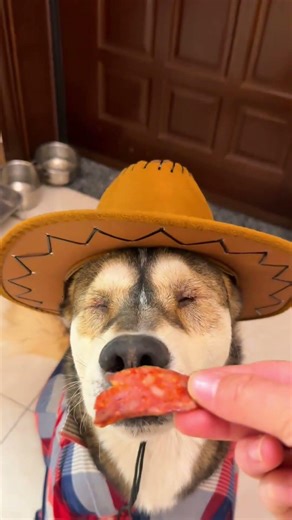 Lunar New Year Celebration: Kugen's Heartfelt Greetings & Adorable Pets