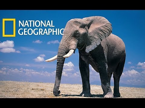 Super Senses: The Secret Power of Animals (Nat Geo)