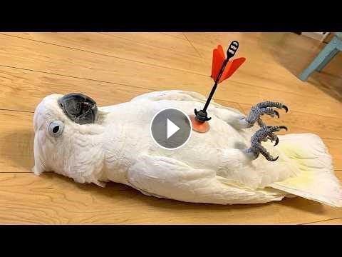 Overdramatic Parrots Who Deserve an Oscar #Video