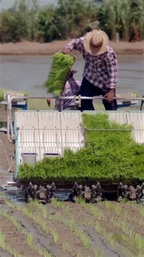 Menanam Padi dengan Bantuan Mesin | Rice Planting with Machine Assistance