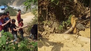 Dân làng ra xem rắn hổ mang chúa hẹn hò