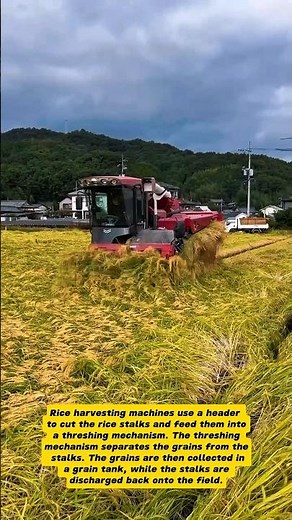 Rice Harvesting Machine in Action: Modern Farming Technology