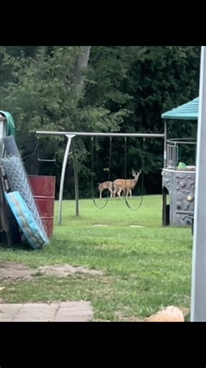 annette_collins (@annette_collins)’s videos with sonido original - Vibra Musical