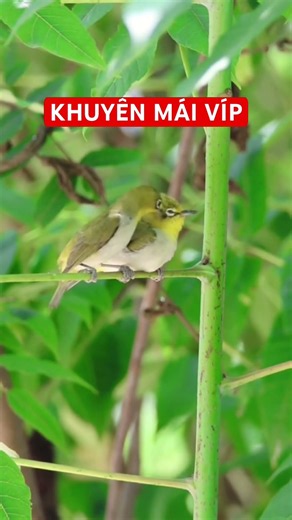 CHIM VÀNH KHUYÊN MÁI KÍCH TRỐNG #birds #khuyenmai #khuyenmaikichboi #khuyenliu