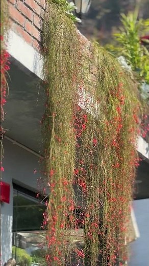 Russelia Equisetiformis – The Stunning Firecracker Plant!