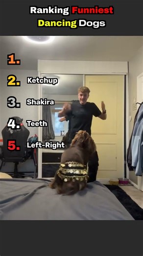 Ranking Funniest Dancing Dogs