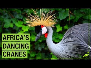 Colorful Crowned Cranes: Africa’s Amazing Dancing Birds