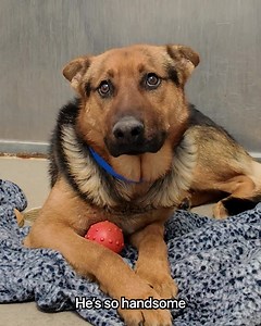 10K reactions · 1.6K shares | Sundays makes mealtime effortless with no mess, no prep, 100% human-grade dog food. See how simple healthy feeding can be—get 50% off your first order today! | Rocky Kanaka | Facebook