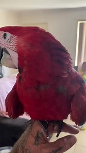 31K views · 1K reactions | Rosa Update. We always send our fully flighted macaw babies out with paper tape on their wings so they can map their new house and settle in before the paper tape comes off, approx a week… this prevents any “ flight response “ to new things and when the tape comes off the babies can fly in an area they are now familiar with. | Macaws Australia | Facebook