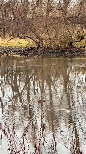 1.5K views · 30 reactions | ❄️ As winter draws nearer, some mammals...