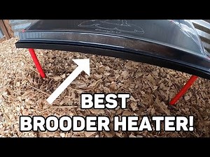 Keep Your Chicks Warm! | Best Brooder Heater For New Chicks!