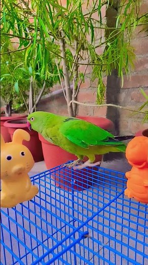 🦜 Funny Talking Parrot Moments 😂 | Cute Pet Bird Compilation