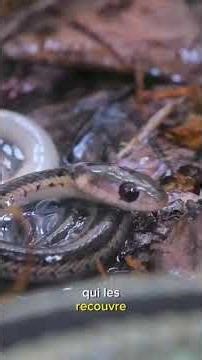 la reproduction chez les serpents