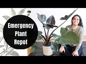 HOW TO REPOT AND DIVIDE AN ALOCASIA PLANT ft. Alocasia Metalhead