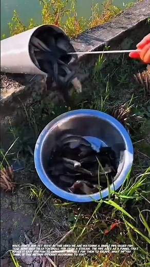 Creative Fish Trap Using Pipe – Simple but Effective Catching Method.