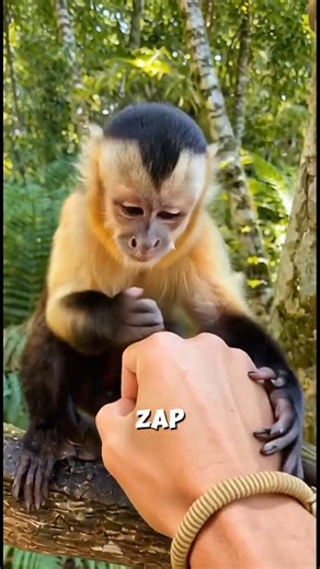 Monkey Has a Secret Handshake 😂 | Funny Animal POV