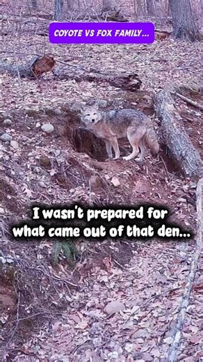#Coyote Approached a #Fox Den… I Wasn't Prepared for What Came Out 🦊❤️ #shorts