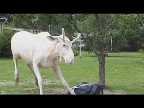 Albino moose getting drunk on apples and fighting the local lawnmower to the death!
