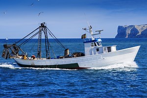 El impactante momento en el que un pequeño barco pesquero en Louisiana es asechado por decenas de tiburones - El Diario NY