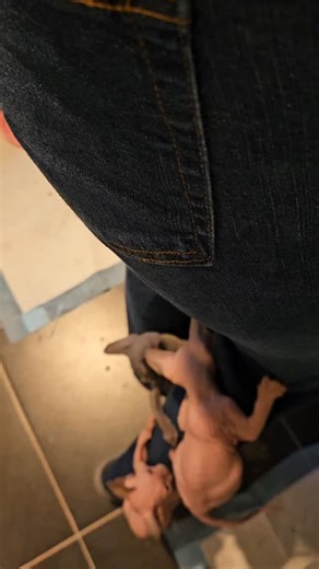 What else am I here for I guess? #sphynxforsale #sphynx #sphynxkitten #cats #sphynxcat #catlove | Botox Sphynx Cat Breeder