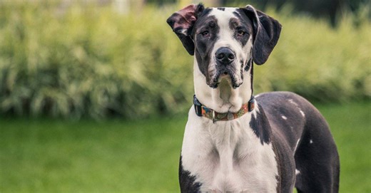 These Are the Largest Dog Breeds in the World
