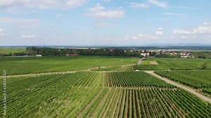 Dolly Out Movement over Rows of Vineyards in France. Shot Two.