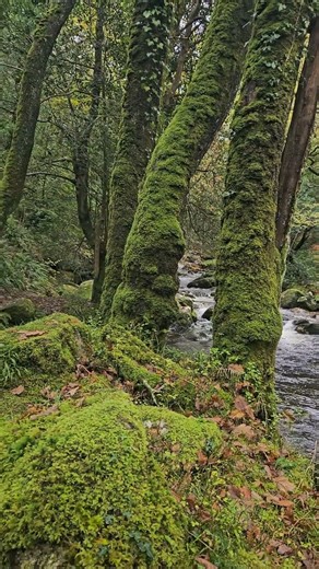 To celebrate National Tree Week, join us for a relaxing adventure through one of the United Kingdom's temperate rainforests💚 British temperate rainforests are enchanting and rare ecosystems full of life and natural beauty🌲 Home to a wide range of flora and fauna they’re of global importance🌎 We're working to protect the long-term future of these rare habitats. Across the South West, we're working hard to help 21 species of lichens and mosses as part of the Species Recovery Project in partners