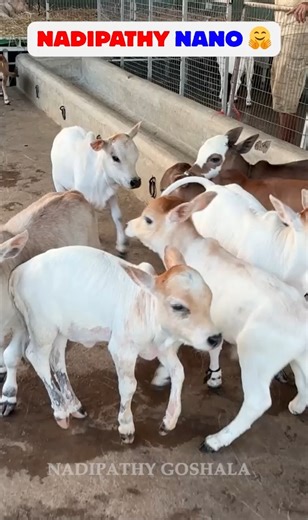 Nadipathy Goshala - Home Of Mini, Micro, Nadipathy Nano Breeds |Shortest Cows Breed | 01- 02Feet Cows🐄💥 Meet Dr. P. Krishnam Raju with his full-grown Nadipathy cows! These beauties used to be 5 feet tall… now just 2 feet, super cute, super calm, but heart still HUGE! ❤️ He spent 18 years creating this special breed… only he has it, nowhere else in the world! Zero tantrums, full love, perfect for home, gives peace the moment you touch them! Tiny body, giant Gau Mata vibes… this is next-level ma