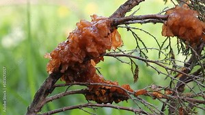 Juniper Rust on branch of Savin juniper (Juniperus sabina) caused by Gymnosporangium sabinae Stock Video
