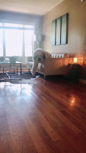 That face!!! ❤️♥️❤️ #cutestdog #foryou #saint #giantdog #stberdoodle | dog