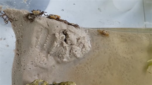 Setting up the perfect fiddler crab tank