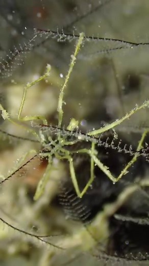 Sea spiders have long, thin legs that can be several times their body size, giving them an appearance similar to a spider on stilts. #spider #ocean #marinelife | Critter Hunter