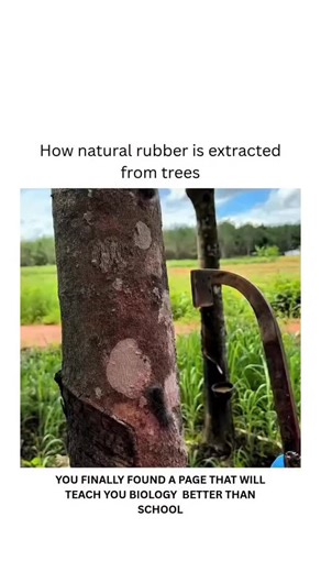 BIOLOGY | MEDICAL | HEALTH on Instagram: "The extraction and processing of rubber from trees involve both biology and chemistry, with each field describing a different part of the process. Rubber is obtained from the latex of rubber trees. A thin diagonal cut is made on the tree bark, allowing latex to flow into attached collection cups. The latex is collected daily and filtered to remove impurities. An acid is added to coagulate the liquid into solid rubber sheets. Proper tapping techniques ens