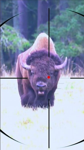 Bison Hunting 🦬