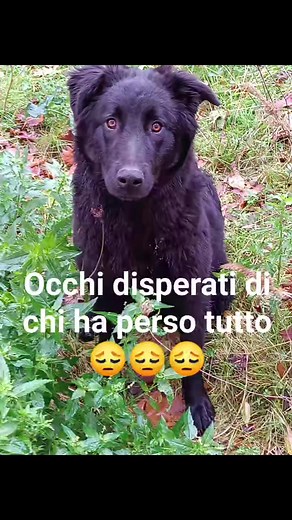 Frosinone Noah, rinuncia di proprietà 😡😡😡😡😡😡😡😡😡😡 Vi chiedo con il cuore tante condivisioni Noah non può passare la sua vita in un box. Noah, dolce cucciola di 9 mesi, taglia medio-grande, ha improvvisamente perso tutti i suoi punti di riferimento. La sua casa, la sua famiglia, il suo amato cuscino e soprattutto la piccola bambina con cui è cresciuta. Il suo sguardo perso nel vuoto fa stringere il cuore. Si guarda e annusa intorno alla ricerca di qualcosa che non tornerà mai più. A poch