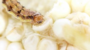 Corn Earworm