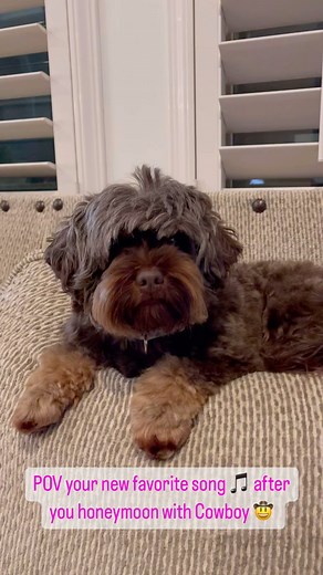 This ain’t Texas…. You better play your cards ♠️♥️♣️♦️right 😉🎶🎤 . . . #haleslabradoodles #labradoodle #labradoodlesofinstagram #australianlabradoodle #labradoodlepuppy #labradoodles #labradoodlelove #minilabradoodle #labradoodlenation #labradoodlelife #labradoodlesofig #australianlabradoodlesofinstagram #labradoodles_of_instagram #labradoodlelovers #labradoodlesofinsta #labradoodleofinstagram #australianlabradoodlepuppy #miniaustralianlabradoodle #labradoodleoftheday #labradoodlepuppies #labr