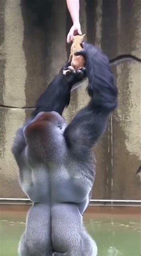 He Saved the Drowning Kitten 😿🌊... (So Gentle 🦍❤️) #shorts #gorilla #rescue #hero