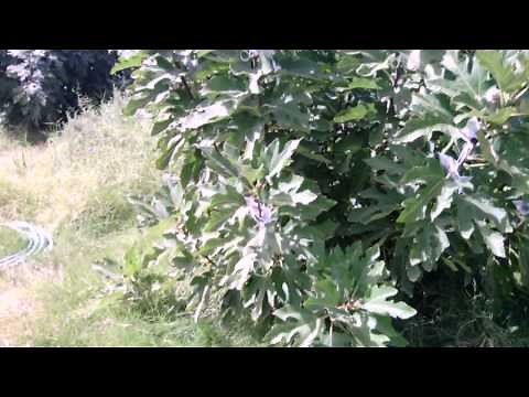 Violette de Bordeaux Fig Video Review