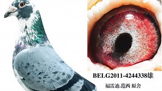 信鸽是怎么从一个地点准确得飞到目的地的除了地磁场的作用还有…