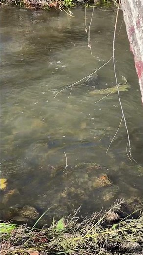 Chinook Salmon Spawning in Los Gatos Creek