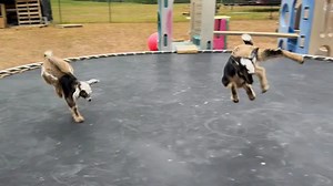 Adorable goats have time of their life on trampoline