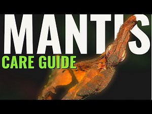 Ghost Mantis Care Guide