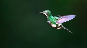 Microservices: Thorntail verbeugt sich vor Quarkus und nimmt Abschied