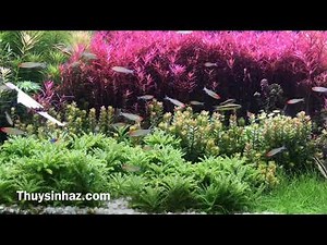 Vì sao cây của bạn không thở