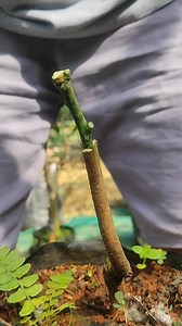 83K views · 849 reactions | Mango tree care #fblifestyle #grafting | GraftingPlants | Facebook