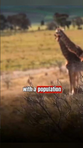 "Giraffe Facts: The Tallest Mammal on Earth"