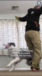 Amazing dog tricks, Emily Larlham’s Border Collies set records