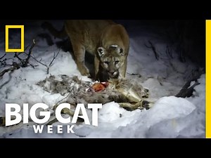 Eat Like a Cougar | Big Cat Week