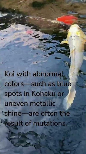 Mutated Colors: What to Watch Out For in Koi